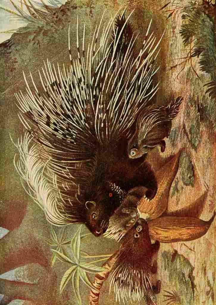 Unknown Roosevelt in Africa 1909 Porcupine & young A4 Photo Print