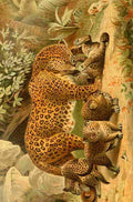 Unknown Royal Natural History 1893 1896 Leopards A4 Photo Print