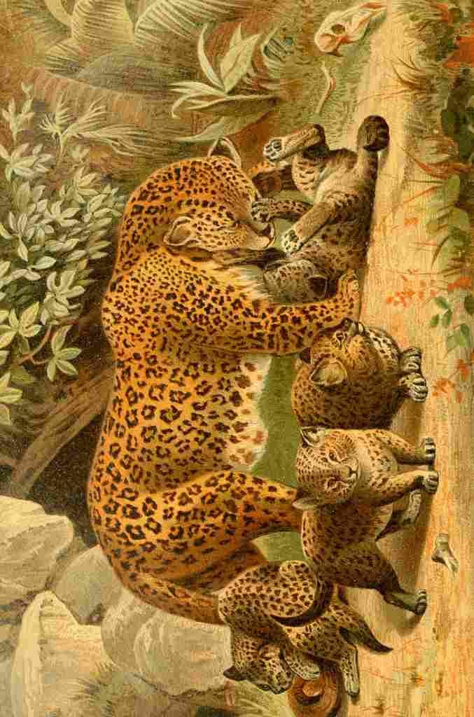 Unknown Royal Natural History 1893 1896 Leopards A4 Photo Print