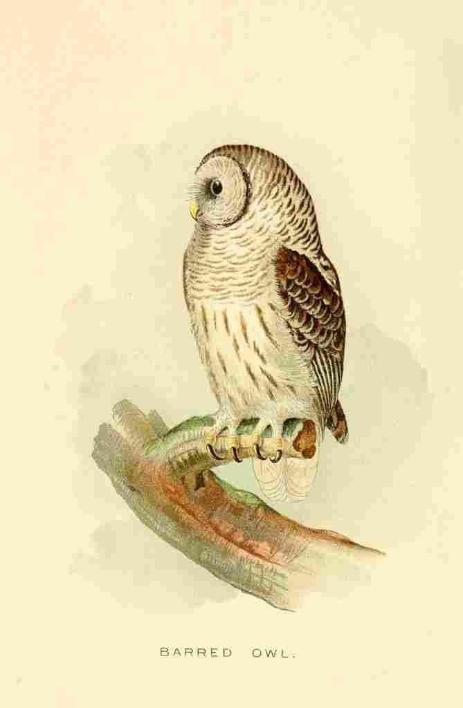 Unknown Some Birds 1897 Barred Owl A4 Photo Print