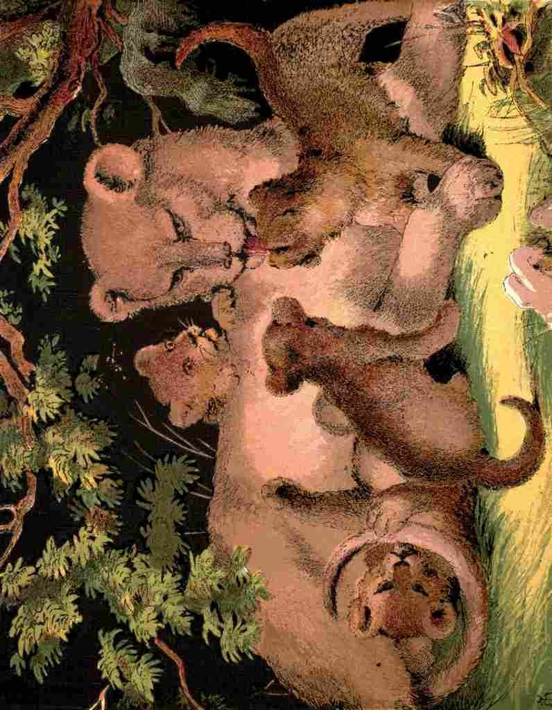 Unknown The Lion 1880 Lioness & Cubs A4 Photo Print