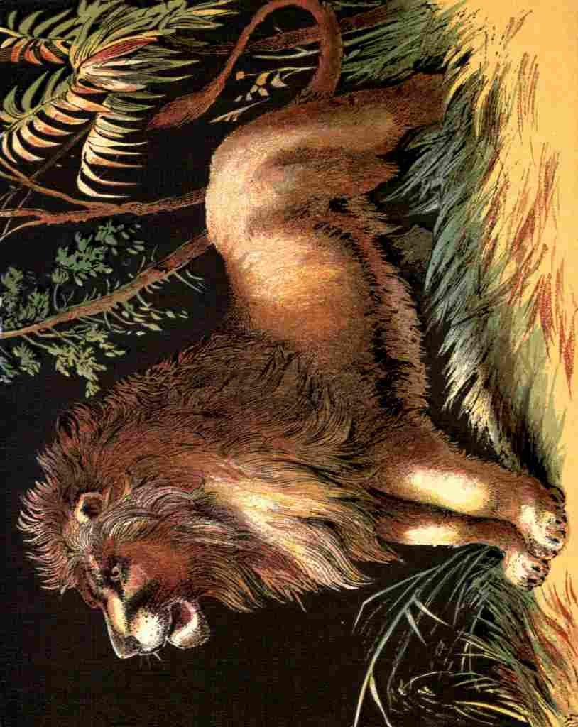 Unknown The Lion 1880 Male Lion A4 Photo Print