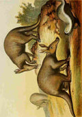 Unknown The Royal Natural History c1881 Aardvark & Ratel A4 Photo Print