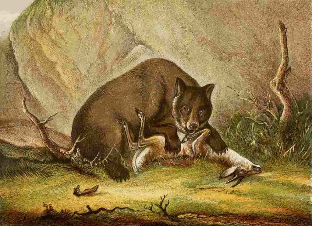 Unknown The Royal Natural History c1881 Bear & prey A4 Photo Print