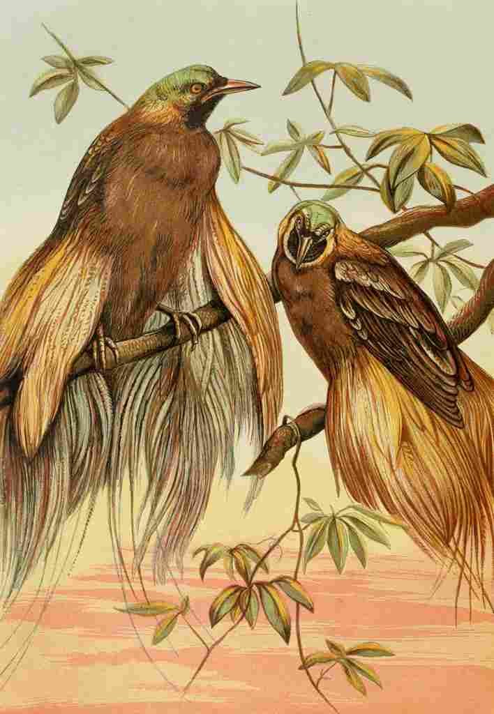 Unknown The Royal Natural History c1881 Birds of Paradise A4 Photo Print
