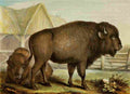 Unknown The Royal Natural History c1881 Bison A4 Photo Print