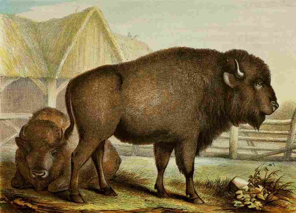 Unknown The Royal Natural History c1881 Bison A4 Photo Print