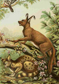 Unknown The Royal Natural History c1881 Caracal & Lynx A4 Photo Print