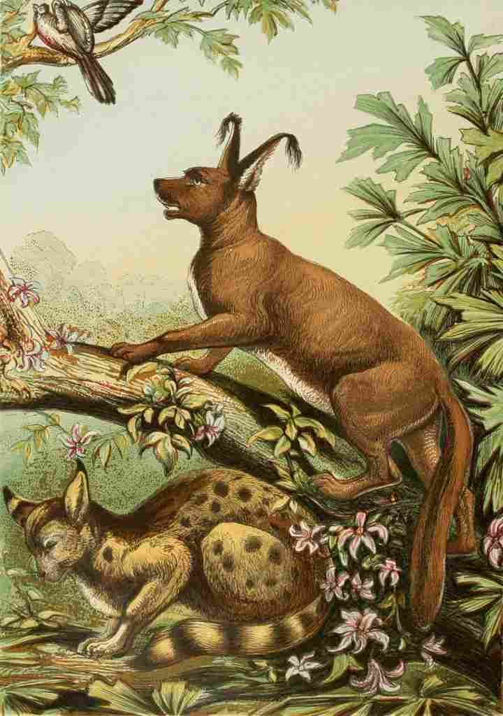 Unknown The Royal Natural History c1881 Caracal & Lynx A4 Photo Print