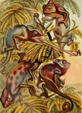 Unknown The Royal Natural History c1881 Chameleons A4 Photo Print