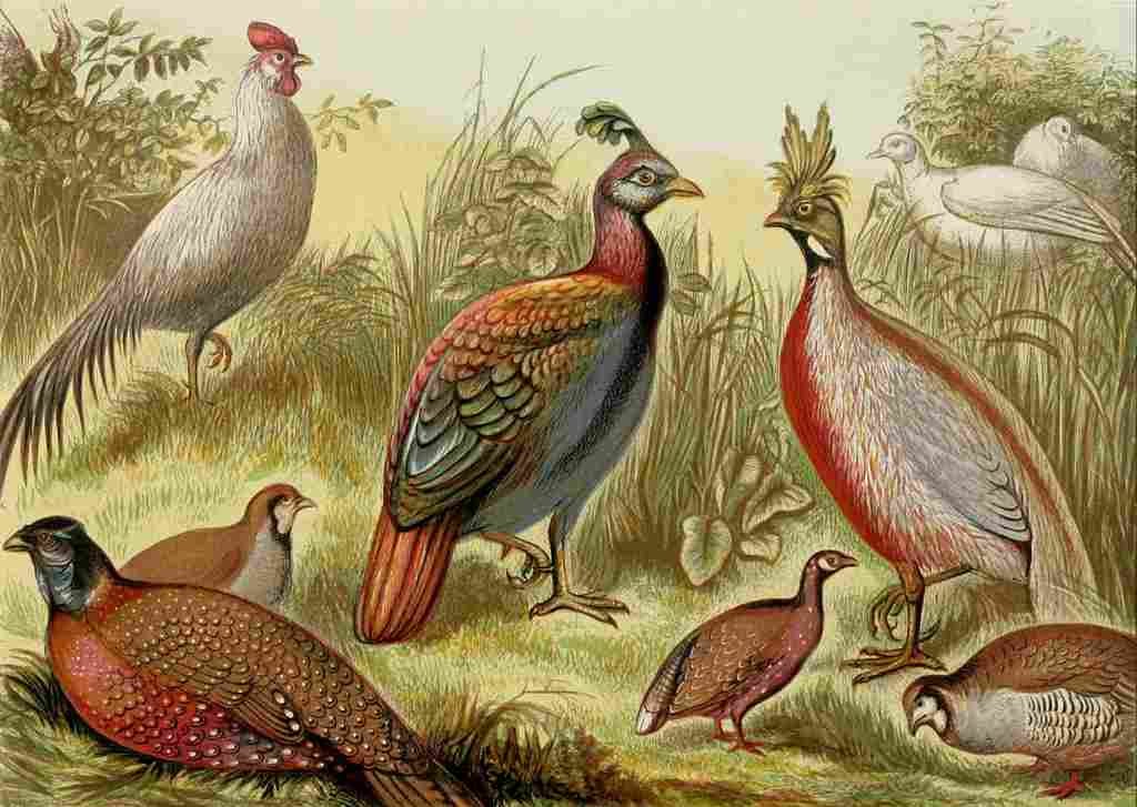 Unknown The Royal Natural History c1881 East Indian Pheasants A4 Photo Print
