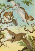 Unknown The Royal Natural History c1881 Flying Squirrels A4 Photo Print