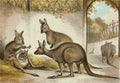 Unknown The Royal Natural History c1881 Kangaroos A4 Photo Print
