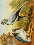 Unknown The Royal Natural History c1881 Marabou & Secretary Bird A4 Photo Print