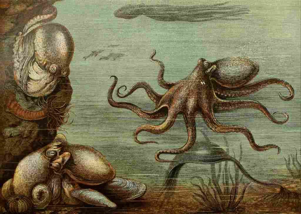Unknown The Royal Natural History c1881 Octopus A4 Photo Print