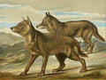 Unknown The Royal Natural History c1881 Wolves A4 Photo Print