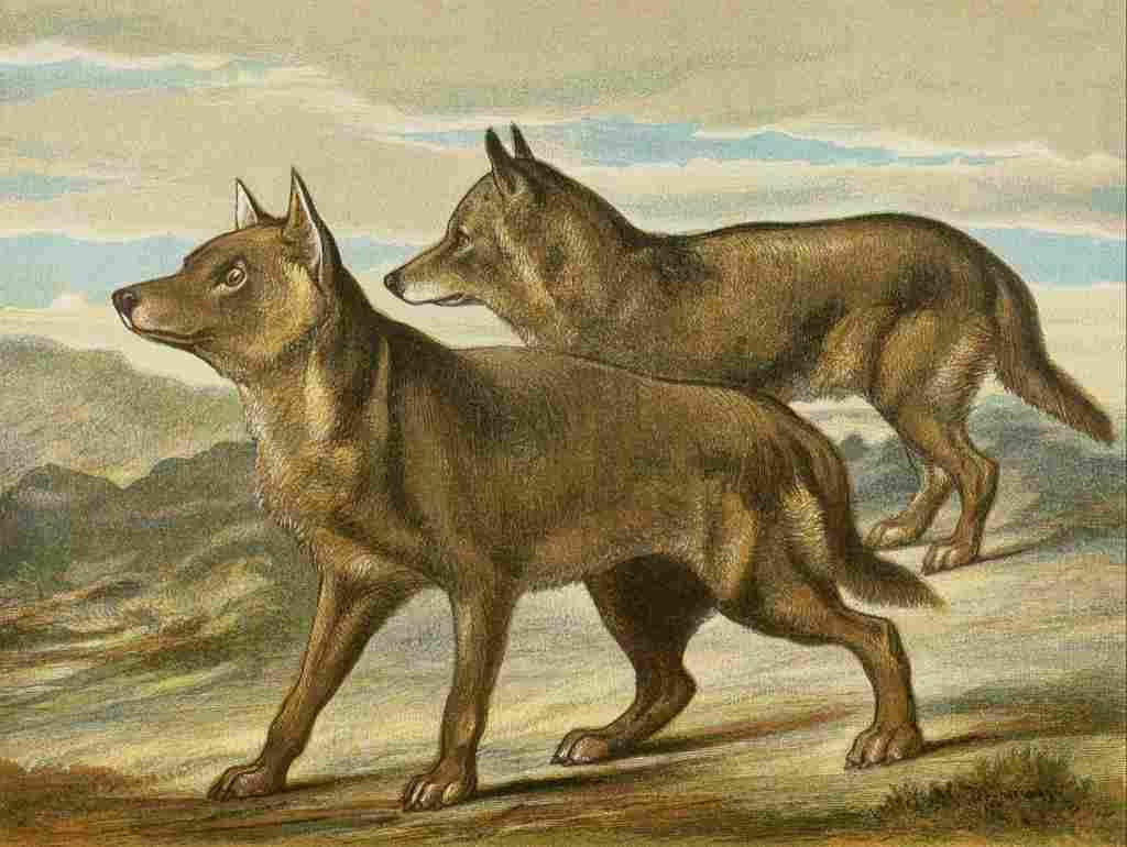 Unknown The Royal Natural History c1881 Wolves A4 Photo Print