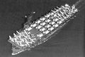 Uss Liscome Bay Cve56 Escort Aircraft Carrier A4 Photo Print