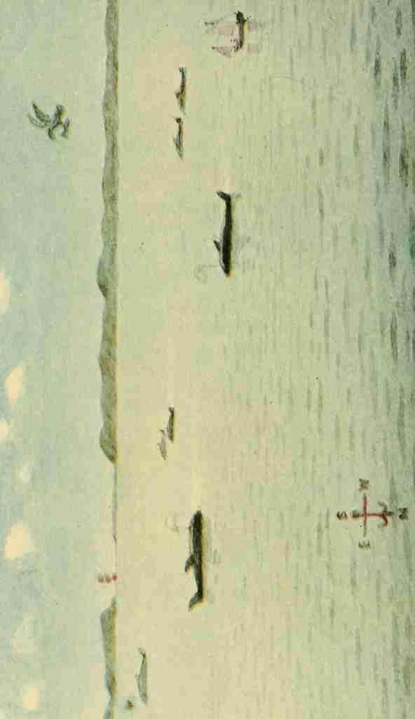 Valentines manual of old New York 1919 Whales at the mouth of the Hudson Vintage A4 Photo Print