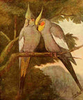 Van Oort Jan Our Domestic Animals 1907 Grey Parrots A4 Photo Print