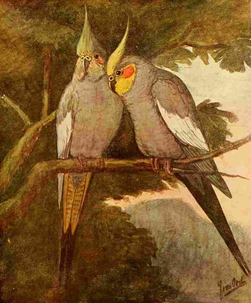 Van Oort Jan Our Domestic Animals 1907 Grey Parrots A4 Photo Print