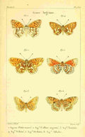 Vauthier Charles Lepidoptères 1821 Genre Argynne 3 A4 Photo Print