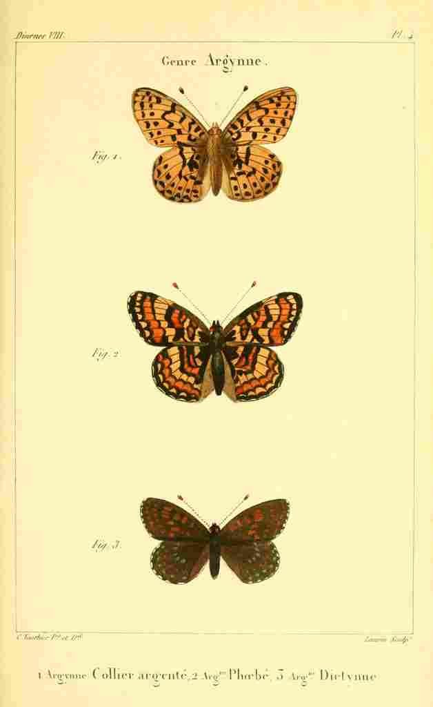 Vauthier Charles Lepidoptères 1821 Genre Argynne 5 A4 Photo Print