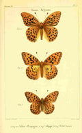 Vauthier Charles Lepidoptères 1821 Genre Argynne 7 A4 Photo Print