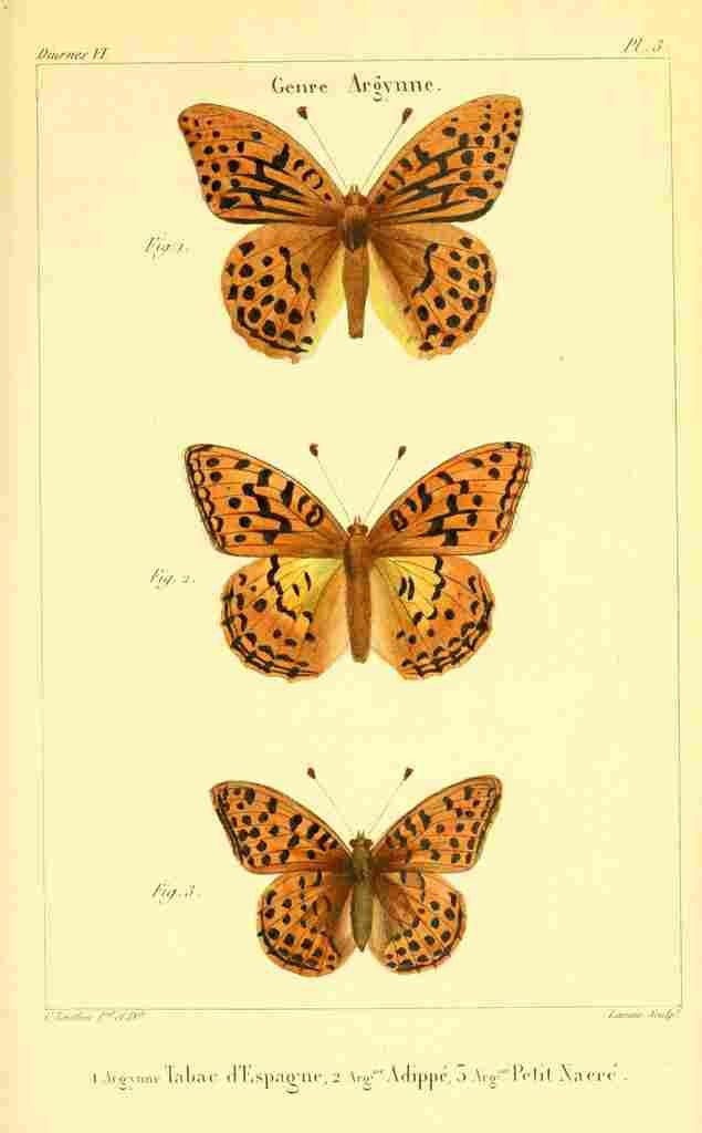 Vauthier Charles Lepidoptères 1821 Genre Argynne 7 A4 Photo Print
