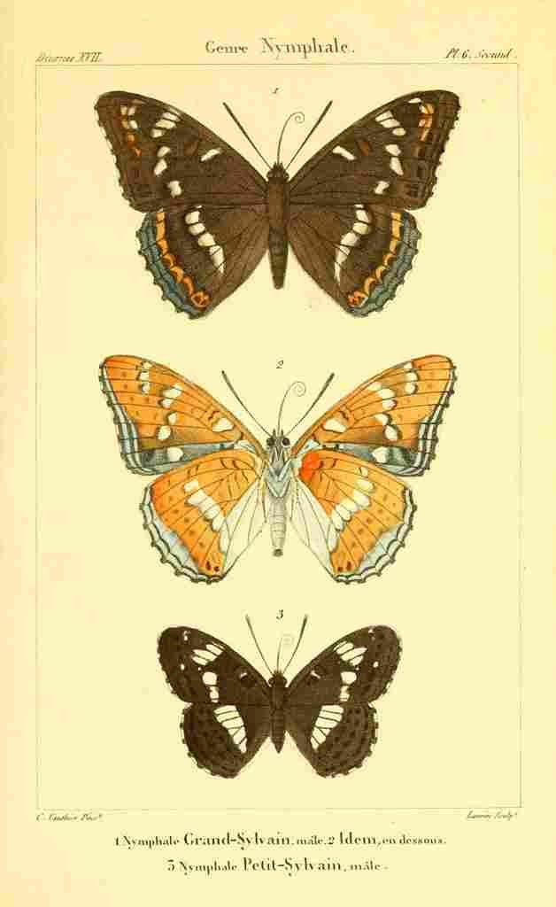 Vauthier Charles Lepidoptères 1821 Genre Nymphale 1 A4 Photo Print
