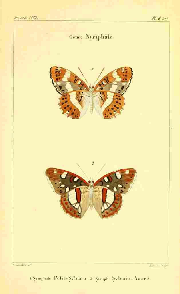 Vauthier Charles Lepidoptères 1821 Genre Nymphale 2 A4 Photo Print