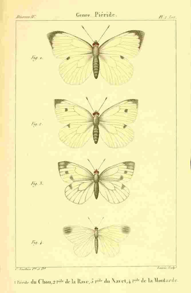 Vauthier Charles Lepidoptères 1821 Genre Pieride 2 A4 Photo Print