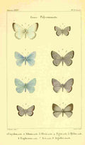 Vauthier Charles Lepidoptères 1821 Genre Polyommate 1 A4 Photo Print