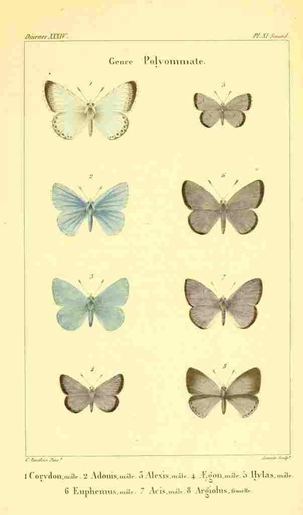 Vauthier Charles Lepidoptères 1821 Genre Polyommate 1 A4 Photo Print