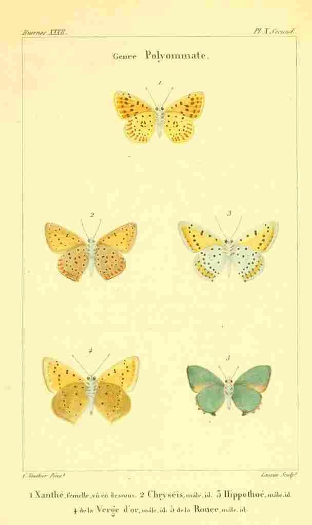 Vauthier Charles Lepidoptères 1821 Genre Polyommate 2 A4 Photo Print