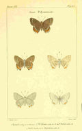 Vauthier Charles Lepidoptères 1821 Genre Polyommate 4 A4 Photo Print