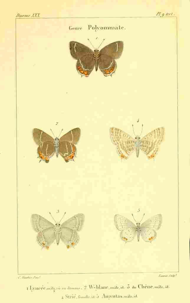 Vauthier Charles Lepidoptères 1821 Genre Polyommate 4 A4 Photo Print