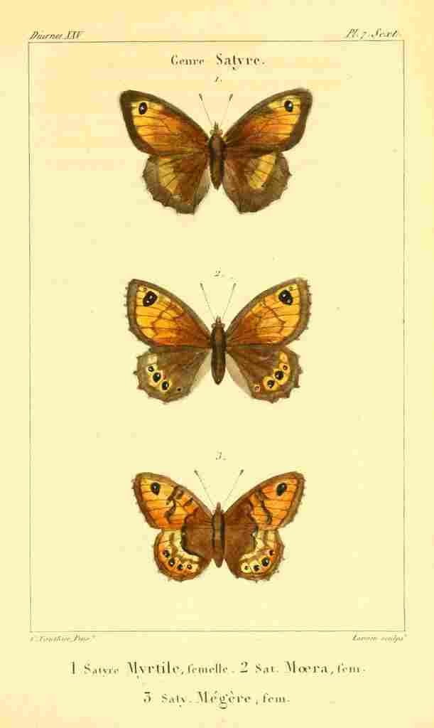 Vauthier Charles Lepidoptères 1821 Genre Satyre 2 A4 Photo Print
