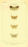 Vauthier Charles Lepidoptères 1821 Hesperie 1 A4 Photo Print