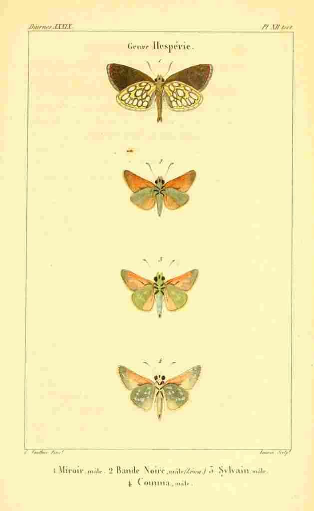 Vauthier Charles Lepidoptères 1821 Hesperie 1 A4 Photo Print
