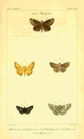Vauthier Charles Lepidoptères 1821 Hesperie 2 A4 Photo Print
