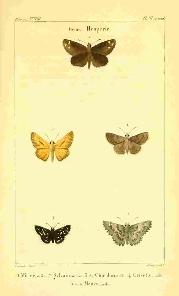 Vauthier Charles Lepidoptères 1821 Hesperie 2 A4 Photo Print
