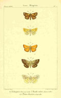 Vauthier Charles Lepidoptères 1821 Hesperie 3 A4 Photo Print