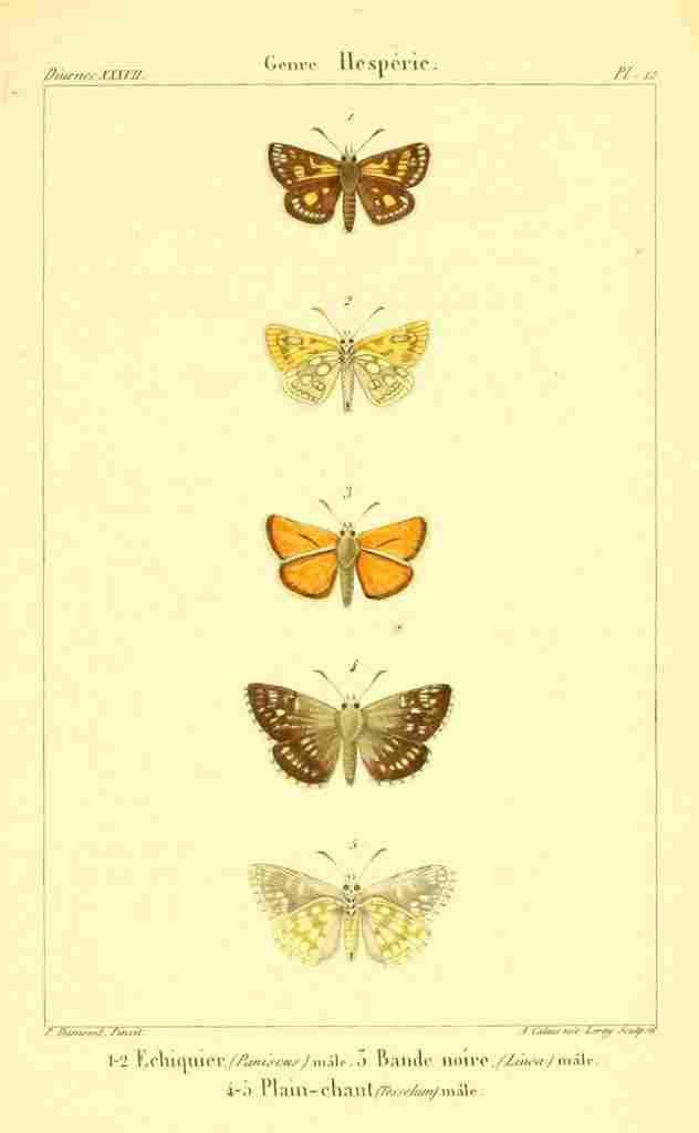 Vauthier Charles Lepidoptères 1821 Hesperie 3 A4 Photo Print