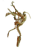 Velociraptor Wyoming Dinosaur Center White Background A4 Photo Print