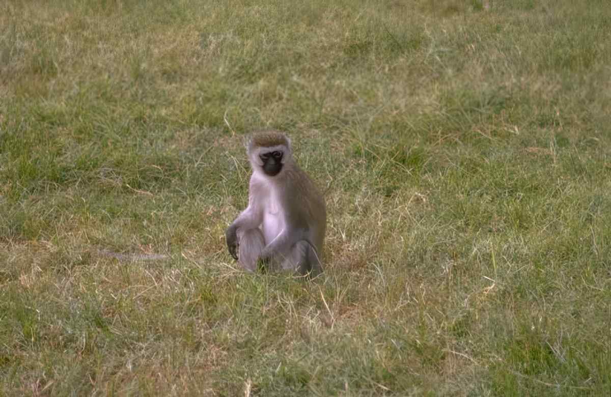 Vervet Monkey Savanna A4 Photo Print