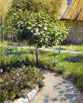 Victor Borisov Musatov a tree Art A4 Photo Print