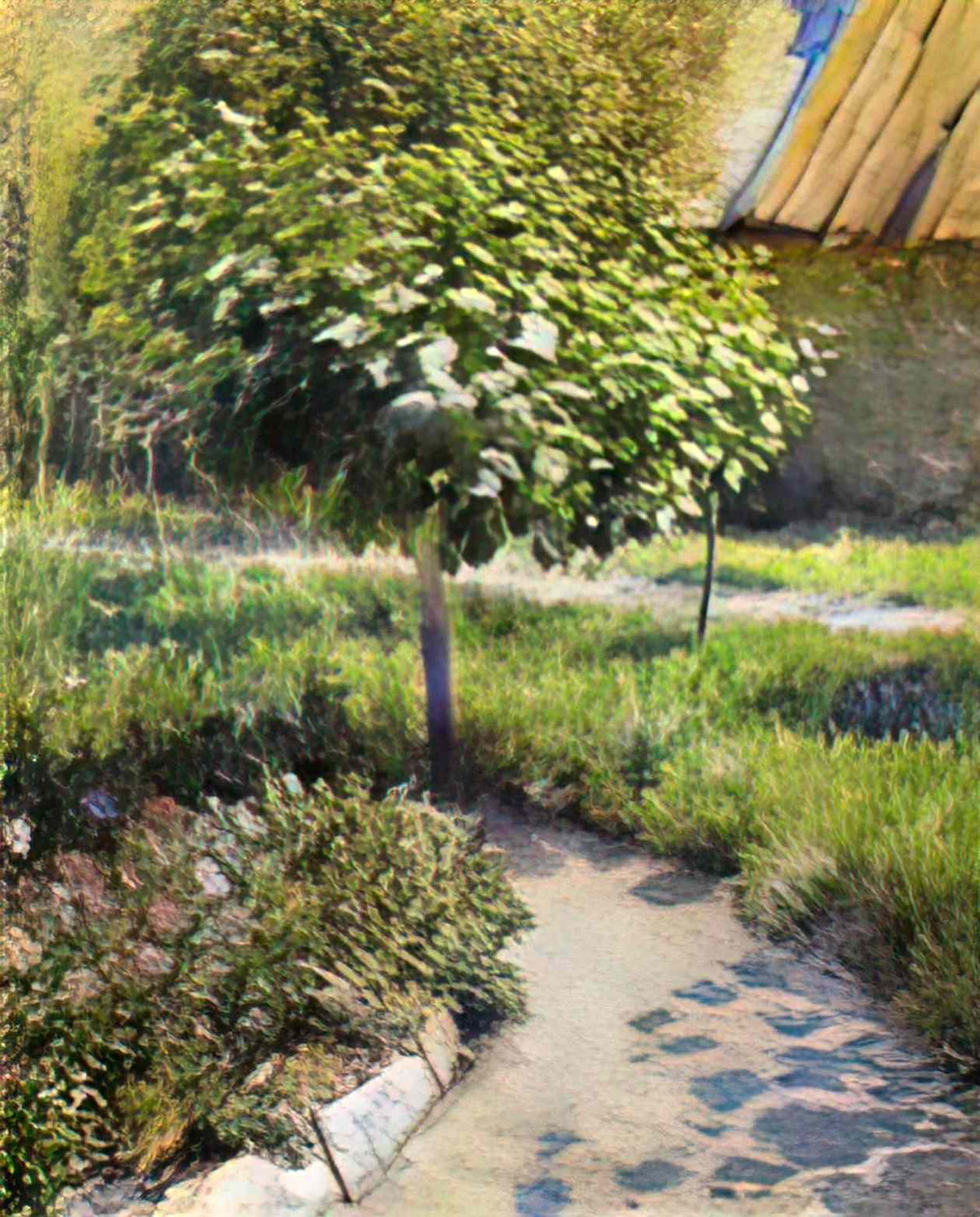 Victor Borisov Musatov a tree Art A4 Photo Print