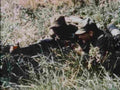 Vietnam 417Vietnam Military A4 Photo Print