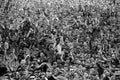 Vietnam DB7105 large Military A4 Photo Print